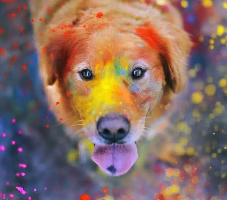 Світло-коричневий пес з чорними очима вкритий фарбою різних кольорів