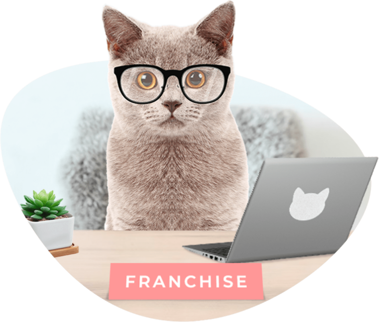 Короткошерстий котик з жовтими очима сидить перед ноутбуком та табличкою франшизи