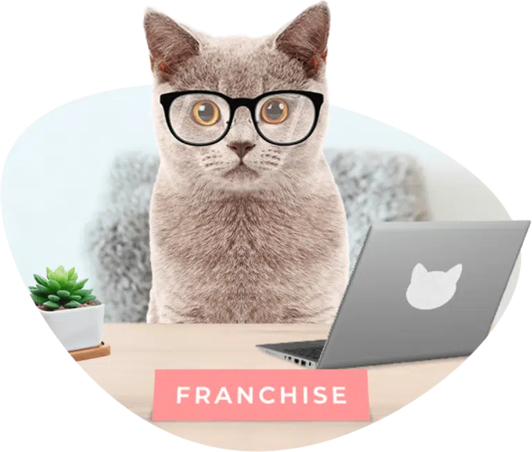 Короткошерстий котик з жовтими очима сидить перед ноутбуком та табличкою франшизи