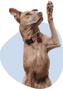 В блакитному віконечку підняв лапу коричневий гладкошерстий пес в нашийнику