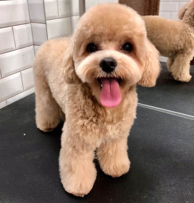 Мальтіпу з короткими вушками та об'ємними лапками має суху шерсть під носом, попри висолоплений язик