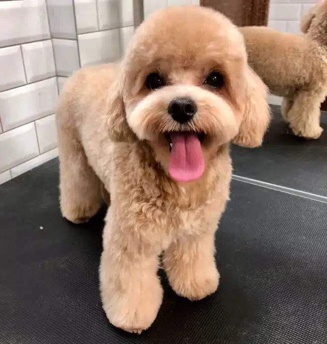 Мальтіпу з короткими вушками та об'ємними лапками має суху шерсть під носом, попри висолоплений язик