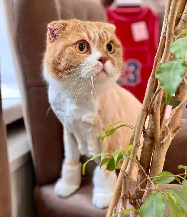 Рудо-білий кіт після стрижки ховає свої білі чобітки за деревом, сидячи на підлокітнику крісла