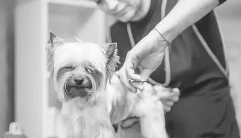 Чорно-біле фото йорка, який спить під час стрижки грумером шерсті на спині