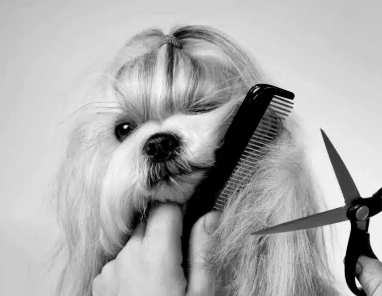 Чорно-біле зображення довгошерстого собаки з топ кнотом, шерсть якого грумер стриже ножицями