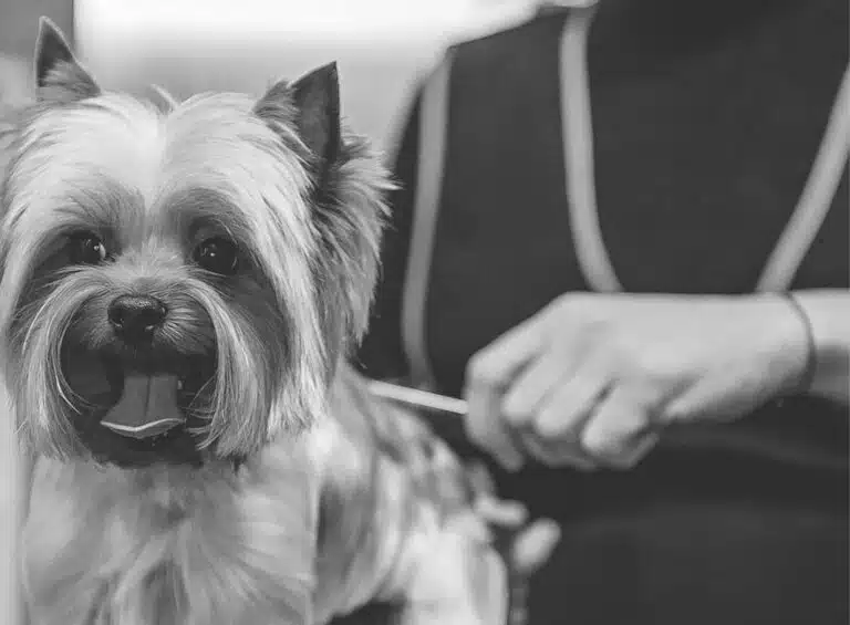 Забриті вушка йорка стирчать з-під шерсті на голові в той час, як сама мордочка пухнаста та об'ємна