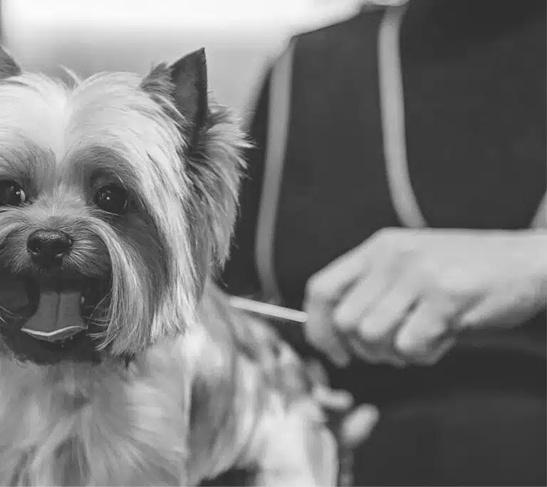 Грумер проводить по спині йорка залізним гребінцем з дрібними зубчиками