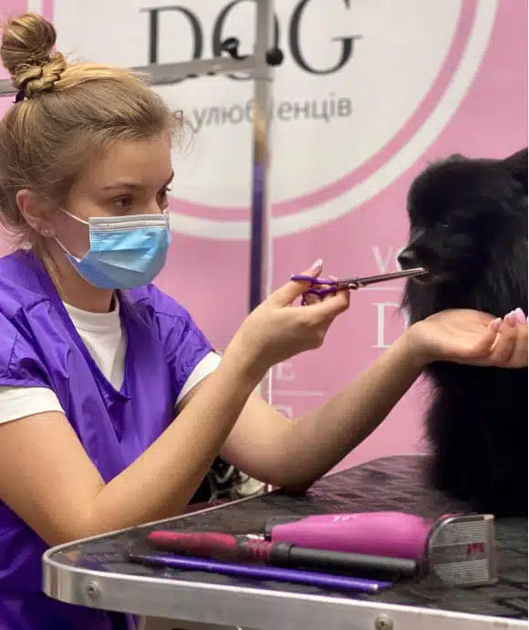 Грумерка в блакитній масці з фіксатором піднесла ножиці до морди чорного собаки, зменшуючи страх тварини