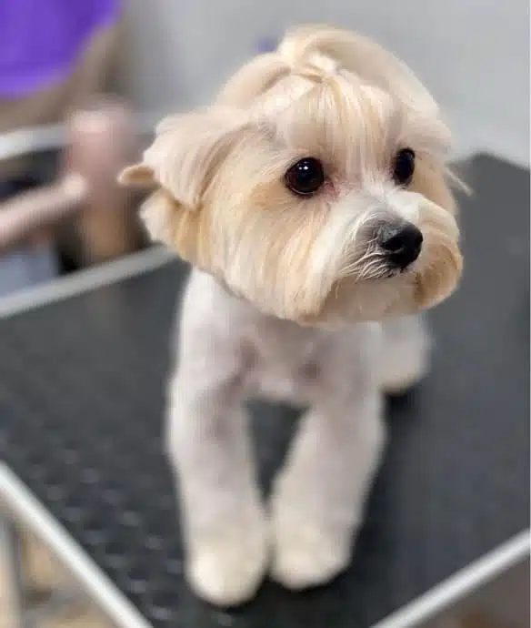 Кремовий мальтіпу з топ кнотом та коротко підстриженим тулубом поклав поруч передні лапки на стіл