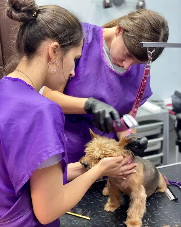 Один грумер тримає голову йорка, а інший рожевою машинкою забриває шерсть на кінчиках його вух