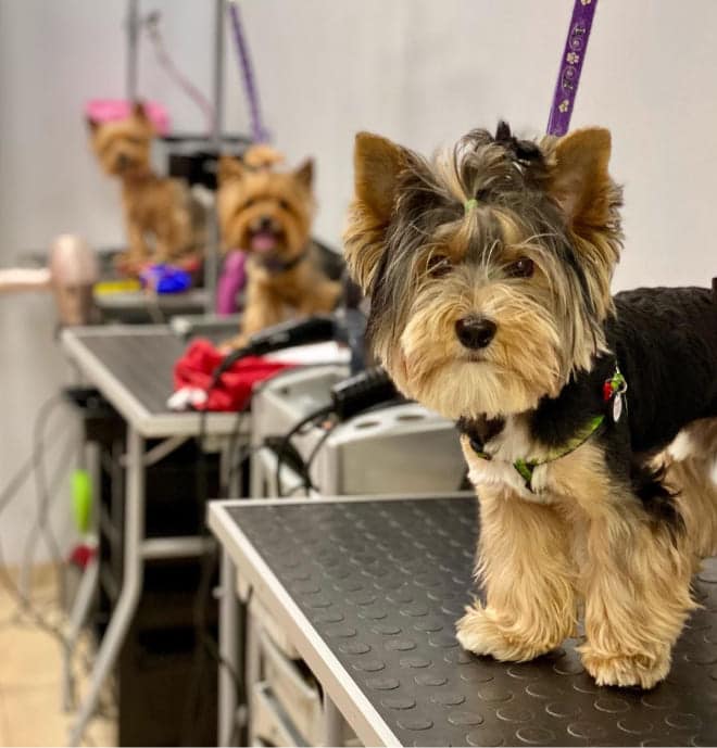 На трьох столах, що розташовані підряд біля стіни, сидять йорки, зафіксовані фіолетовими ринговками