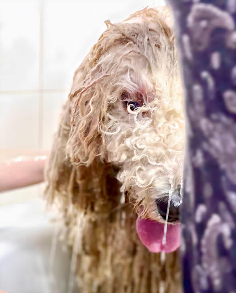 Пес з мокрою кучерявою шерстю ловить язиком воду, яка стікає з морди