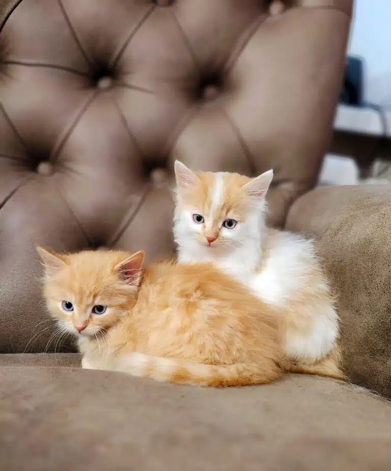 Двоє кошенят з однаковим кольором очей, але різним забарвленням шерсті, разом вмостились на коричневому кріслі