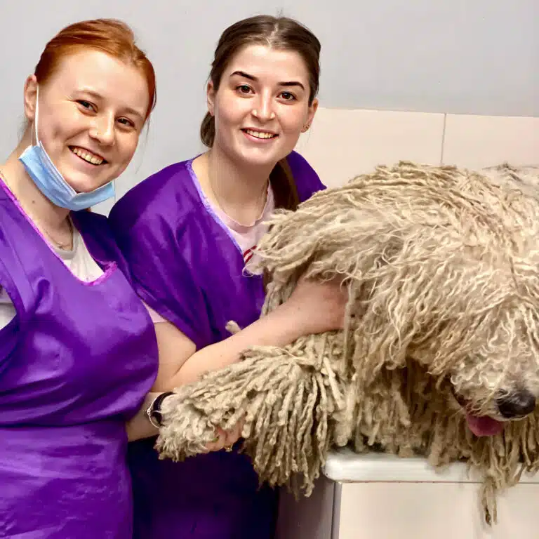 Дві дівчини в фіолетових накидках стоять біля ванни, в яку щойно підняли брудного пса з дредами