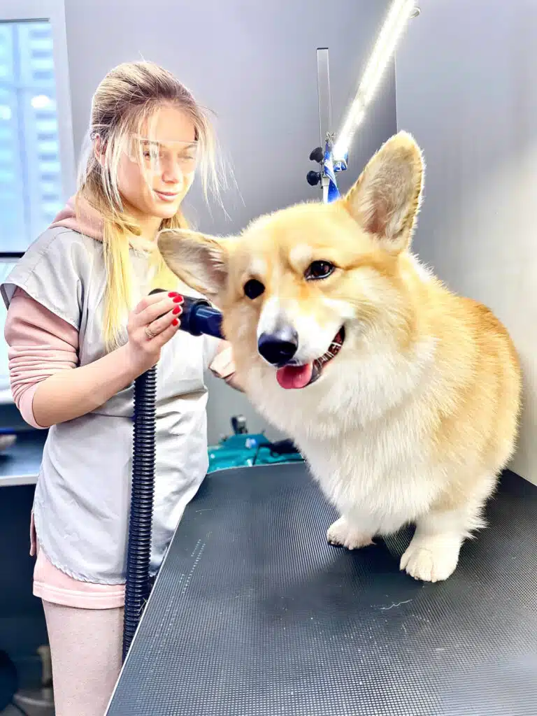 Дівчина в рожевому костюмі та сріблястій накидці одягла окуляри та висушує шерсть коргі за допомогою бустера