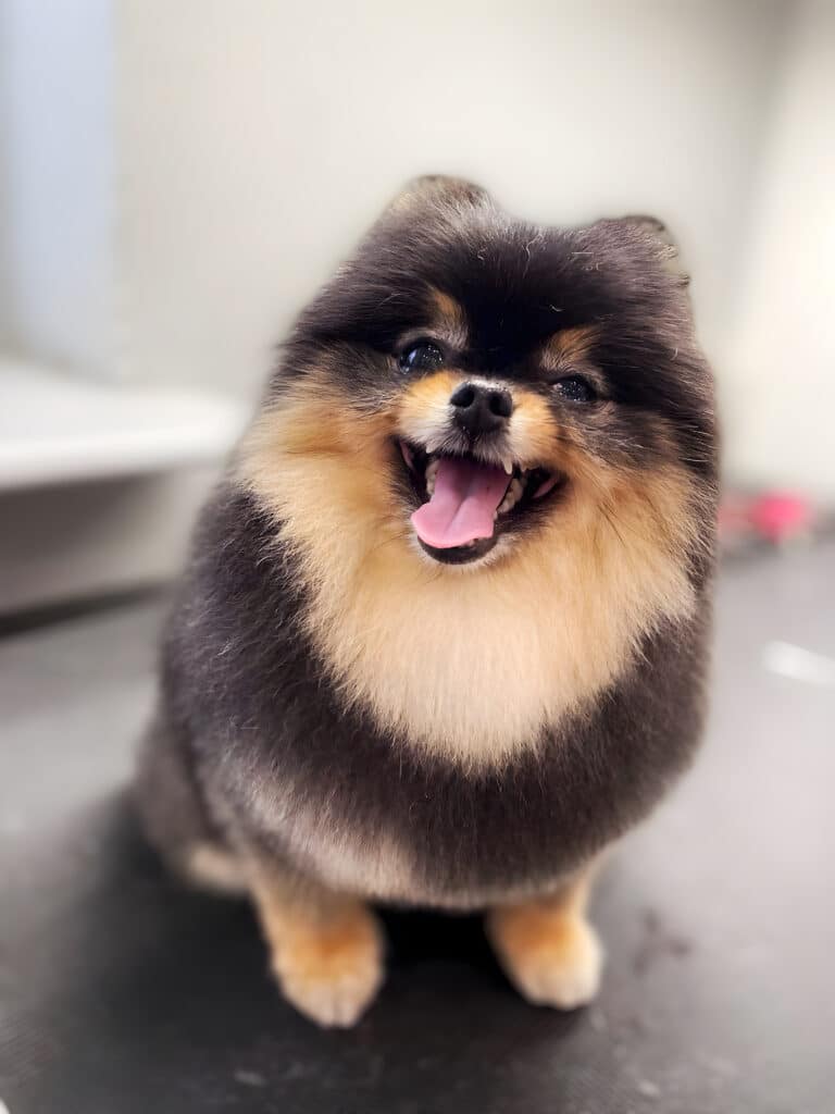 Чорно-коричневий шпіц з кругло підстриженою грудкою та вушками щасливо висолопив язика для фото