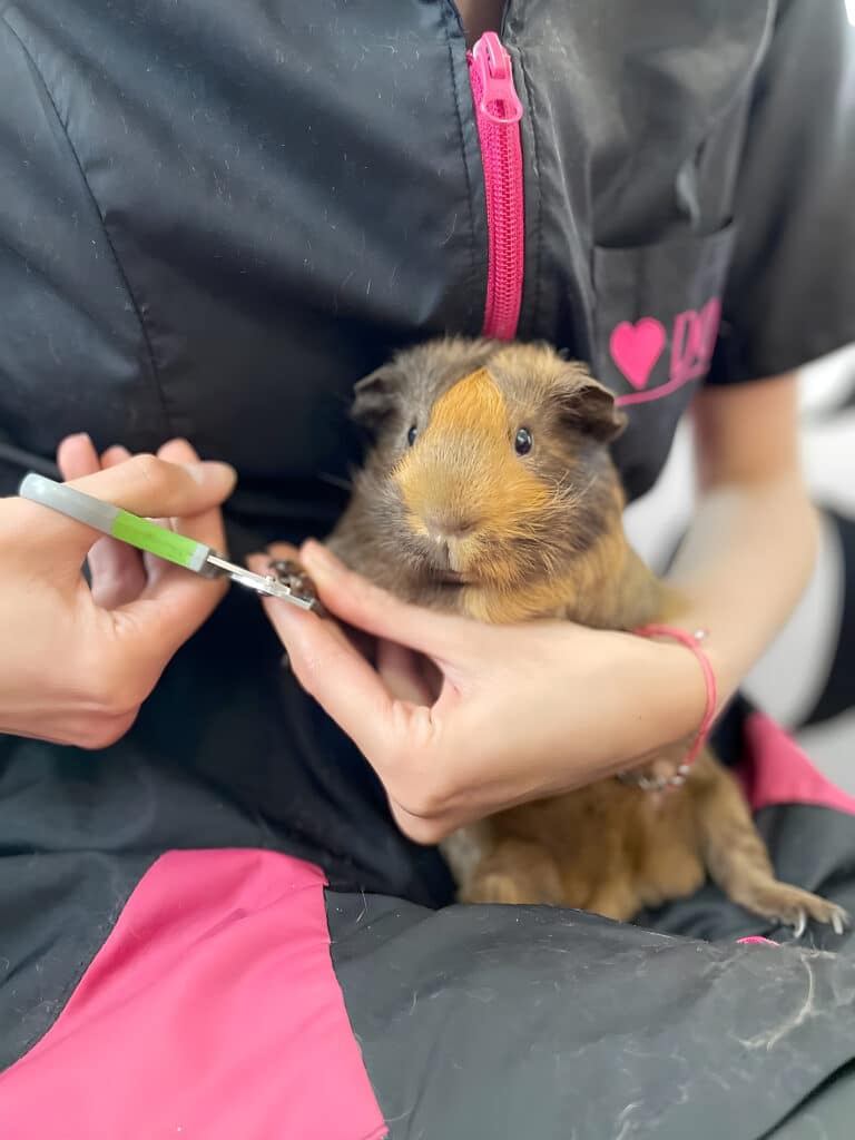 Морська свинка сидить на ногах грумера в чорно-рожевій формі та дає лапку для підстригання кігтів