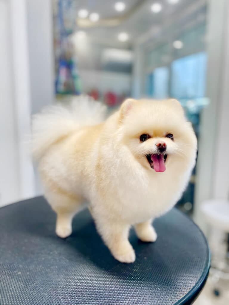 Золотистий шпіц з густою підстриженою шерстю стоїть на круглому столику під софітами грумерської