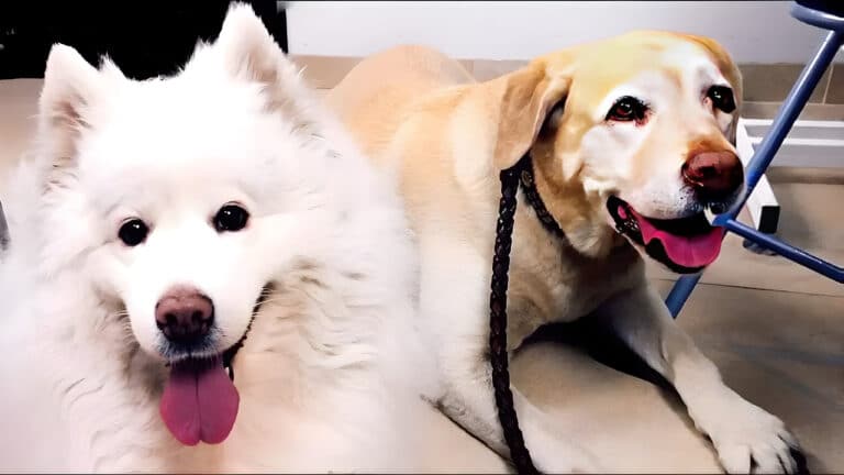 Самоїд та лабрадор разом лежать на бежевій плитці з відкритими пащами