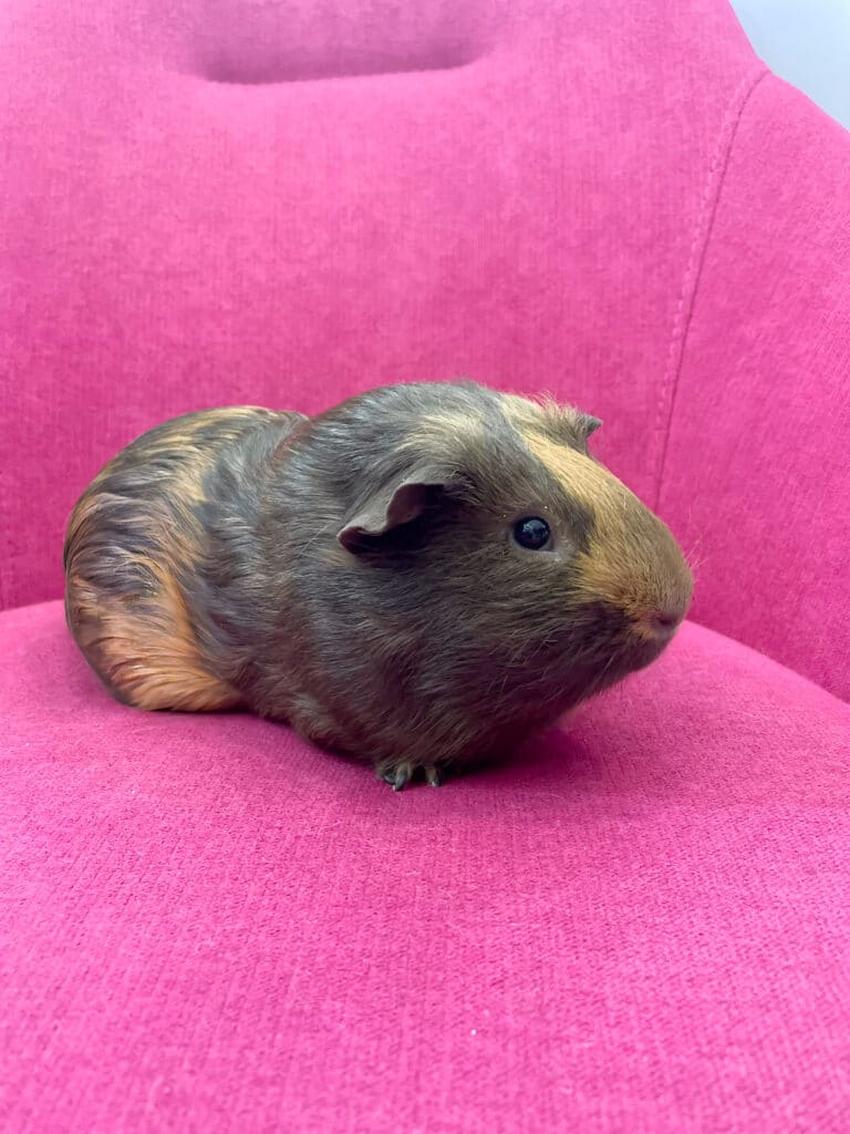 Морська свинка з хвилястими вушками сидить на м'якому кріслі малинового кольору