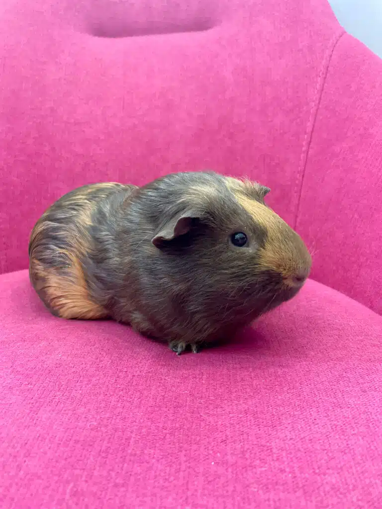 Морська свинка з хвилястими вушками сидить на м'якому кріслі малинового кольору