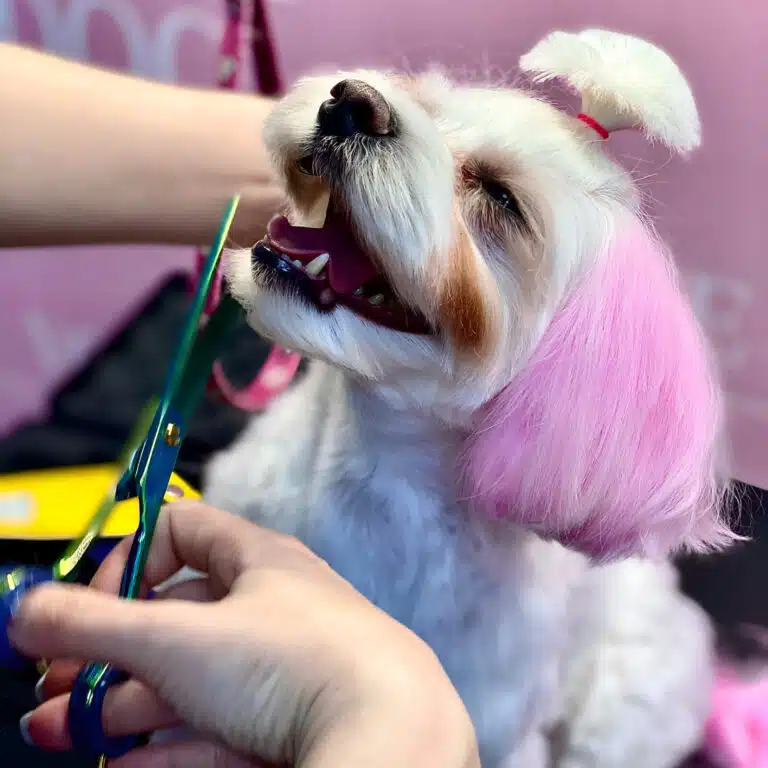 Мальтезе з рожевими вушками та коричневими доріжками біля очей відкрив рота під час стрижки шерсті на бороді ножицями