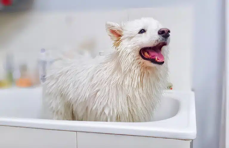 Самоїд стоїть у ванні, мокрий, але радий закінченню купання