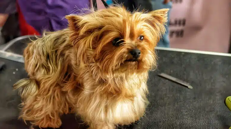 Йорк з довгою та неохайною шерстю стоїть на грумерському столі, готовий до стрижки