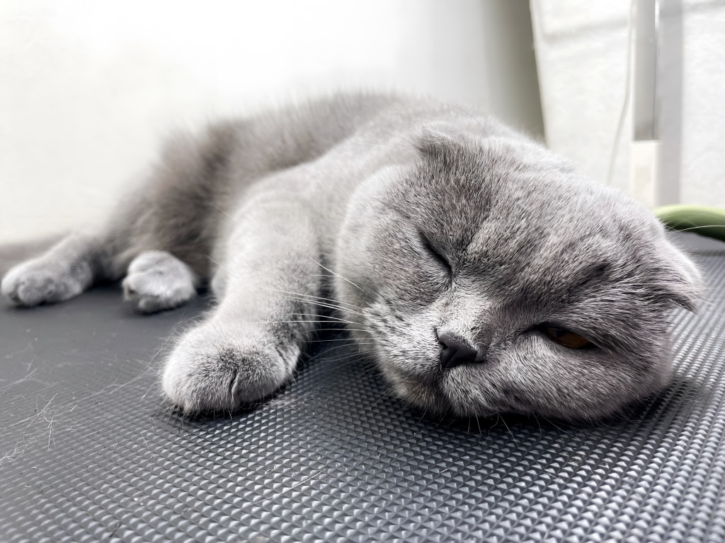 Британський котик уморився після грумінгу та заснув прямо на чорному столі