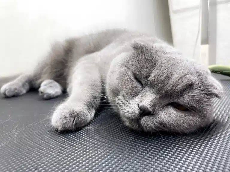 Британський котик уморився після грумінгу та заснув прямо на чорному столі