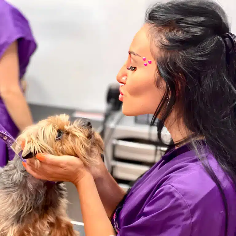 Грумерка у фіолетовій формі обхопила мордочку йорка та надсилає повітряний поцілунок