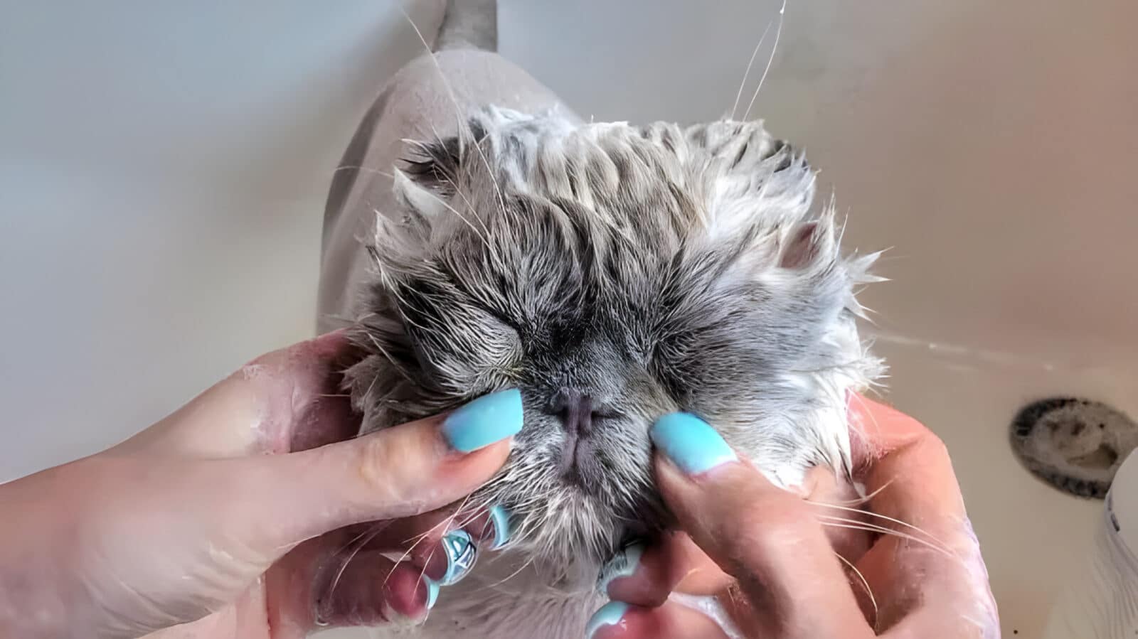 How to bathe a cat tips on care and frequency of washing