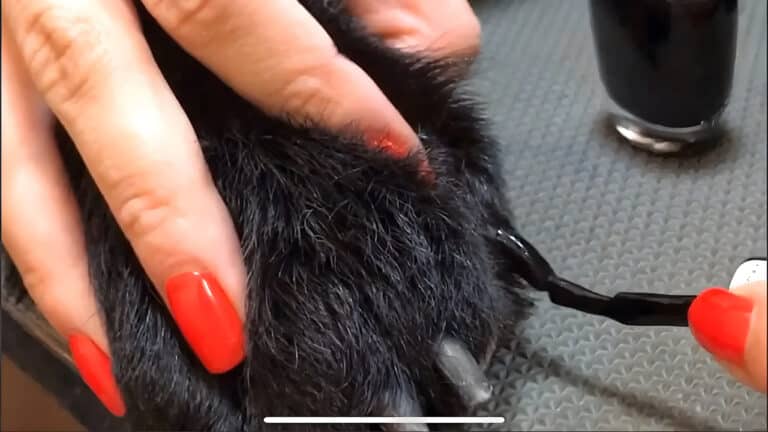 Грумер з червоним манікюром тримає чорну лапку пса та фарбує кіготь у чорний глянцевий колір