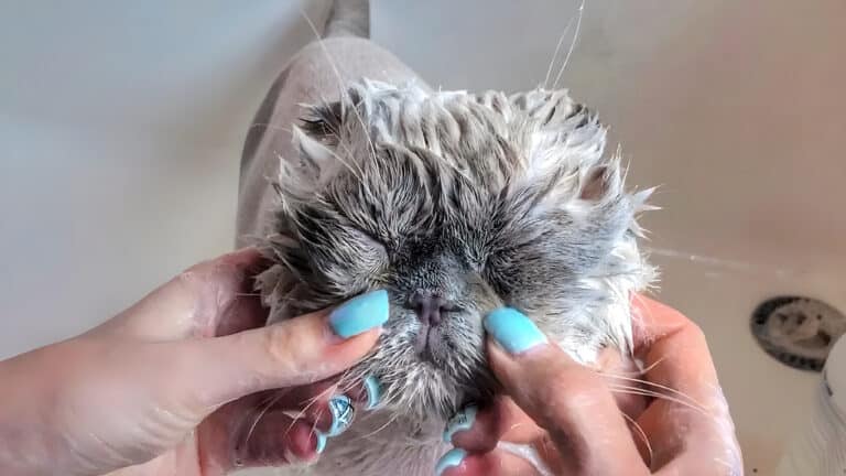 Під час купання сірого кота після стрижки дівчина з блакитним манікюром прибирає бруд з внутрішніх куточків його очей