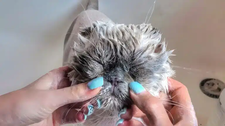 Під час купання сірого кота після стрижки дівчина з блакитним манікюром прибирає бруд з внутрішніх куточків його очей