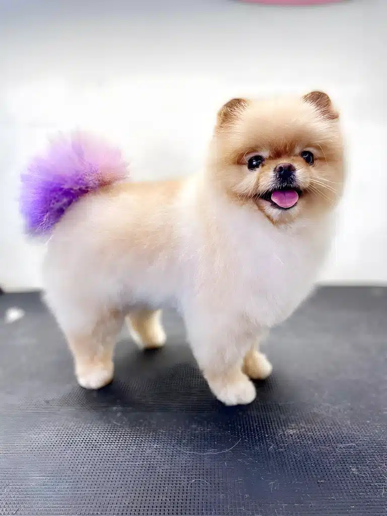 Шпіц зі стрижкою під ведмедика має круглі вушка та фіолетовий хвостик після фарбування в грумінг-салоні