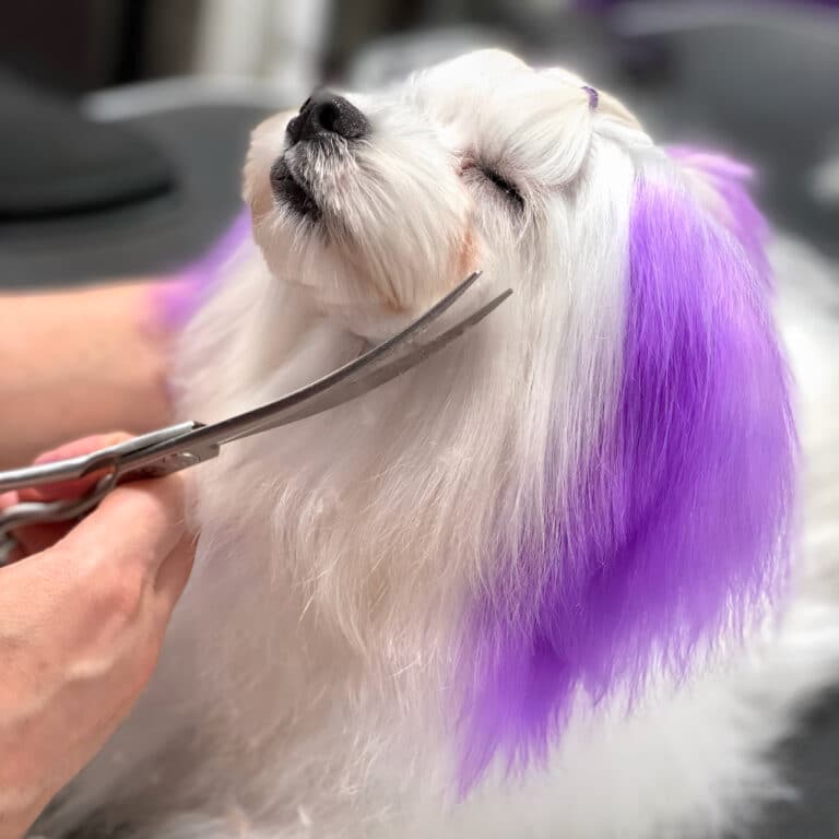 Грумер ножицями стриже плюшку мальтезе після фіолетового фарбування вух
