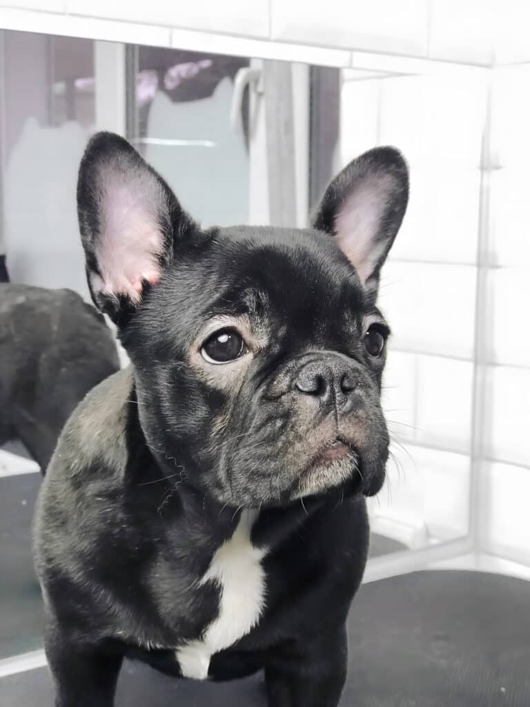 Чорний французький бульдог з сумним поглядом має на грудці білу лінію шерсті