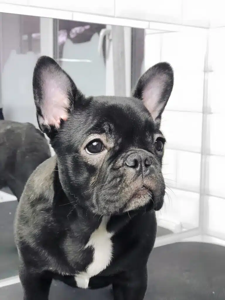 Чорний французький бульдог з сумним поглядом має на грудці білу лінію шерсті
