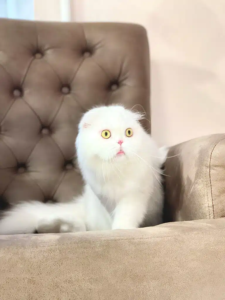 Довгошерста клаповуха кішка з світло-жовтими очима та білою шерстю насторожено сидить на кріслі