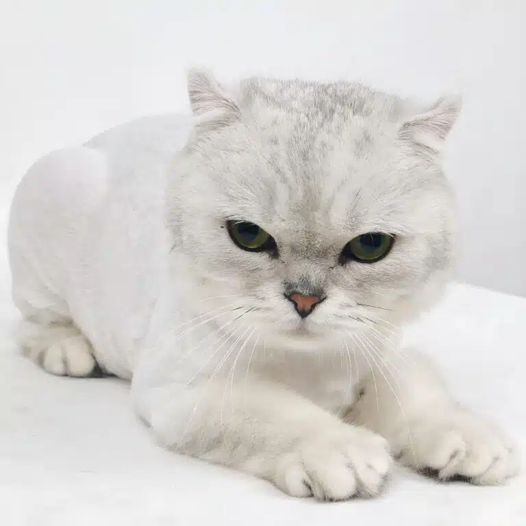 Британська клаповуха шиншила дивиться з-під лоба після стрижки в грумінг-салоні