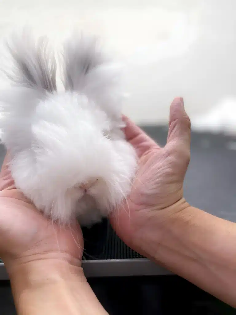 Людина в долонях тримає голову білого пухнастого кролика з великими вушками