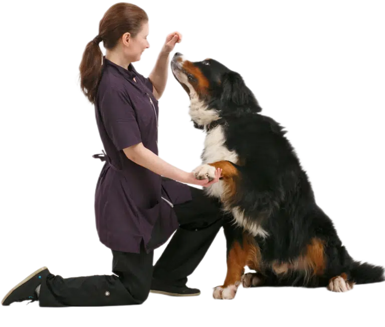 Бернський зенненхунд дав лапу жінці в грумерській формі, яка присіла на одне коліно, щоб отримати смаколик в її руці