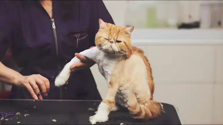 Рудий кіт з пласкою мордою має стрижку на спині, як у дракона, а лапку майстер шліфує ножицями для плавного переходу