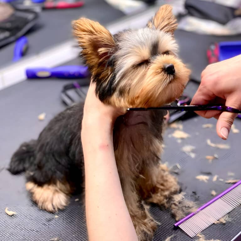 Dog clippers 2024 for yorkies