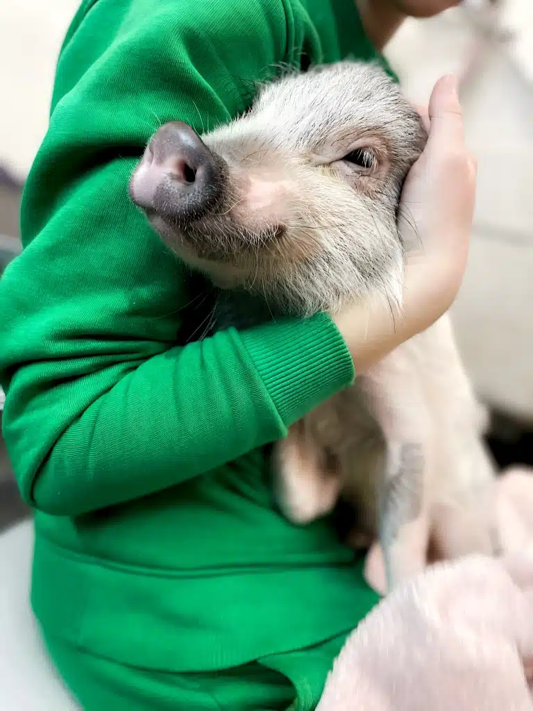 Міні-піг засинає в обіймах дівчини в зеленому спортивному костюмі після зняття рушника