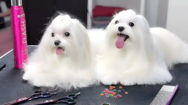 Перед двома мальтезе на столі лежать антистатик, гребінець, ножиці та кольорові резиночки для зачісок