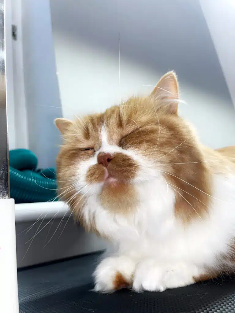 Котик з білою та рудою шерстю лежить біля підвіконня на чорному столі та дрімає