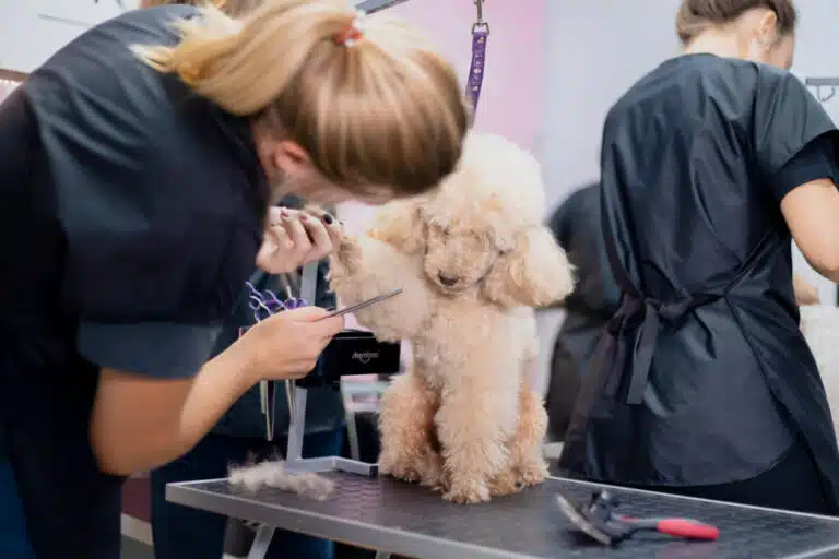 Дівчина з хвостиком тримає передню лапку пуделя, щоб гребінцем прочесати всю шерсть на ній