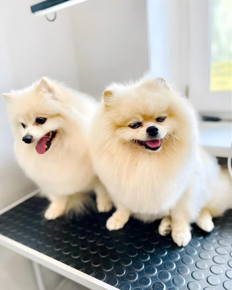 Два кремових шпіци сидять на одному столику біля підвіконня в кімнаті з білими стінами